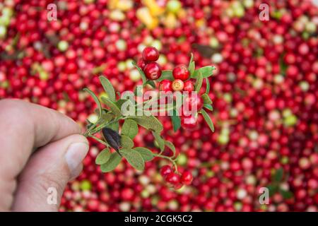 Man holds in hand Bush of red ripe cranberries with green leaves on background of wild berries. Autumn harvest. Stock Photo