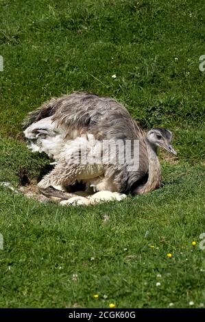 American Rhea, rhea americana, Female standing on Nest, with Eggs Stock Photo