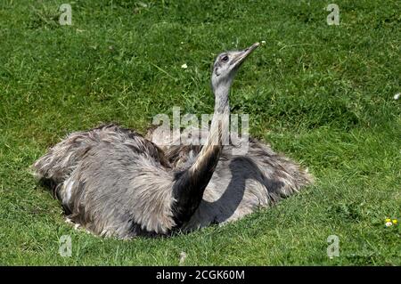 American Rhea, rhea americana, Female standing on Nest Stock Photo