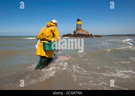 Moules Marinieres  ( mussels ) , Coastal Area of Brittany, France. Stock Photo