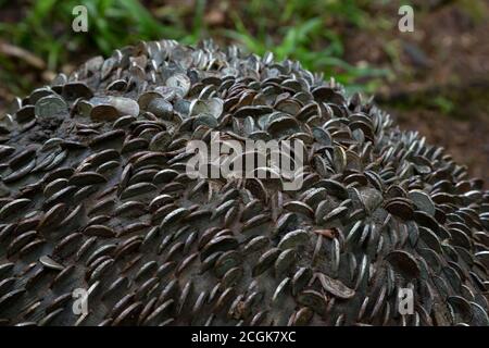 Coins in a wish tree near Lyford Gorge, Devon UK Stock Photo