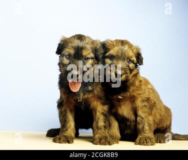 Briard Dog (Old Standard Breed with Cut Ears), Pup Stock Photo