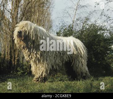 Komondor Dog, Adult standing on Grass Stock Photo