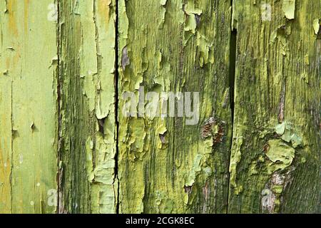 Lime green and old peeling worn paint on clapboard weathered wood cladding. Texture textured background. Stock Photo