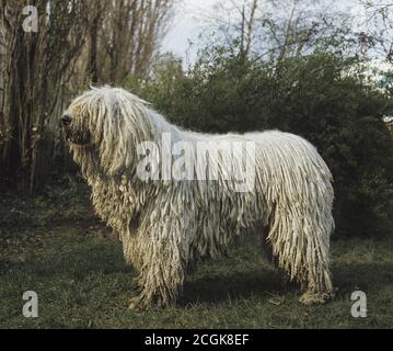 Komondor Dog, Adult standing on Grass Stock Photo