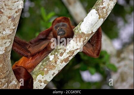 Red Howler Monkey, alouatta seniculus, Adult standing on Branch, Los Lianos in Venezuela Stock Photo