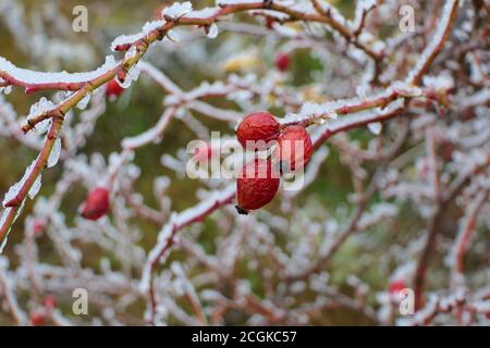 Closeup frosted red berries or rowan berries on a branch Stock Photo