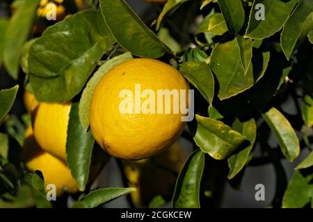 Closeup ripe sunlit lemon on a tree Stock Photo