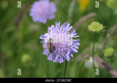 Bee collects pollen on a blue button Stock Photo