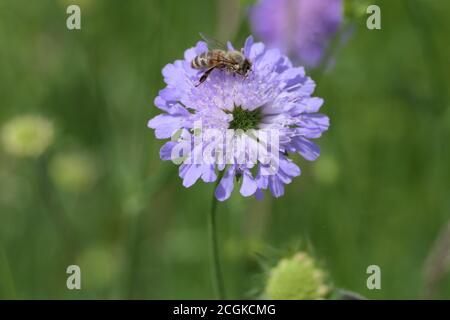 Bee collecting pollen on a bachelor's cornflower, called blue button flower Stock Photo