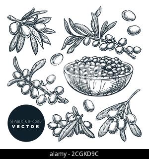 Ripe sea buckthorn berries on branch, in bowl, sketch vector illustration. Sweet autumn harvest, hand drawn food isolated design elements Stock Vector