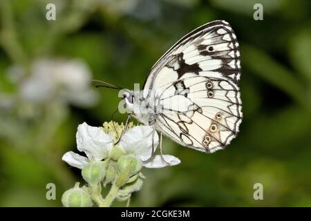 Isolated Melanargia galathea, the marbled white, photographed on wild white flower against a natural background. Stock Photo