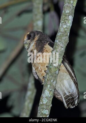 Tawny-browed Owl (Pulsatrix koeniswaldiana) adult perched on branch  REGUA, Atlantic Rainforest, Brazil    July Stock Photo