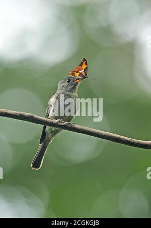 Tropical Pewee (Contopus cinereus cinereus) adult perched on branch with butterfly in beak  REGUA, Atlantic Rainforest, Brazil         July Stock Photo