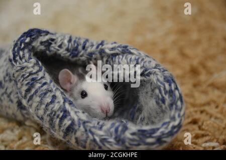 Cute rat in a knitted sock. Symbol of the new year. Rat. Stock Photo