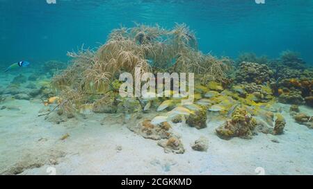 Shoal of grunt fish with sea plume soft coral underwater Caribbean sea Stock Photo