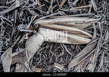 Gravellona Lomellina - 12/30/2011: corn foil covered with frost in the field Stock Photo