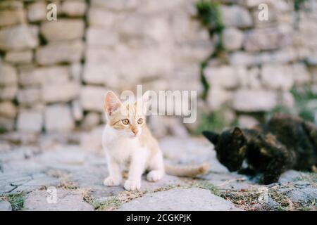 Red and black kittens on the pavement against the background of a stone wall. Stock Photo