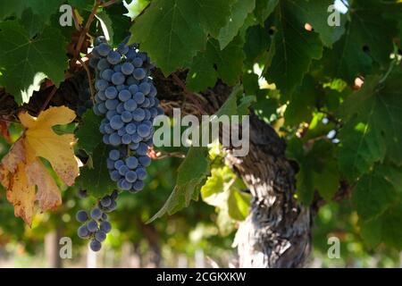 bunches of ripe red grapes on the vine Stock Photo