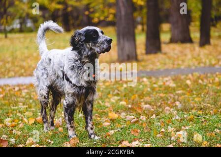 Healthy and good looking senior English Setter dog walking off leash in park on autumn day