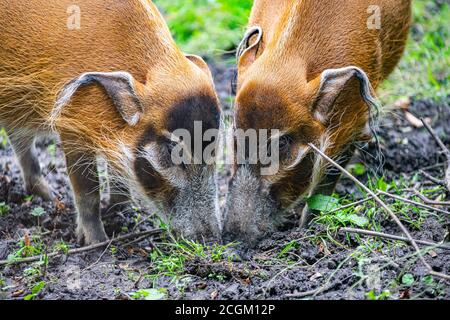 Edinburgh, UK. Tue 8 September 2020. Red river hogs (Potamochoerus porcus pictus) at Edinburgh Zoo. Stock Photo