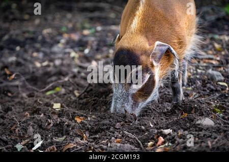 Edinburgh, UK. Tue 8 September 2020. Red river hogs (Potamochoerus porcus pictus) at Edinburgh Zoo. Stock Photo