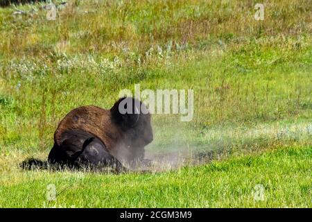 Resting after a dust bath in Custer State Park, South Dakota. Stock Photo