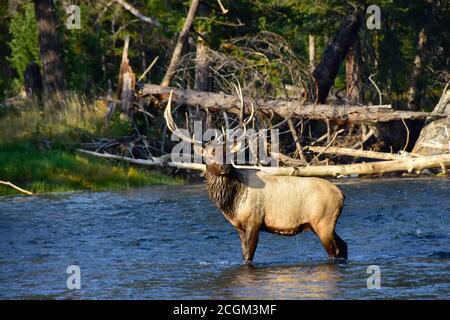 Bull Elk standing in the Madison River at Yellowstone National Park. Stock Photo