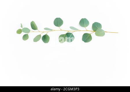 green branch with eucalyptus populus leaves on white background. lay flat, top view Stock Photo