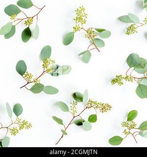 Background Texture made of green leaves, branches eucalyptus populus with fruits in the form of berries on white background. Flat lay, top view.  Stock Photo
