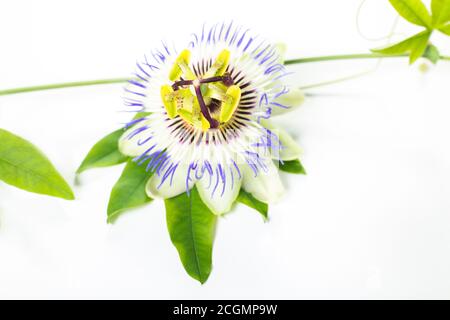 Passion flower (Passiflora incarnata). The leaves and stems are sedative. The purple passionflower isolated on white background Stock Photo