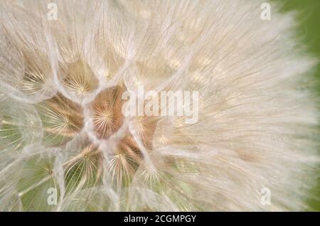 Seed head of yellow salsify or tragopogon dubius close-up as background. Flora of Ukraine. Shallow depth of field. Stock Photo