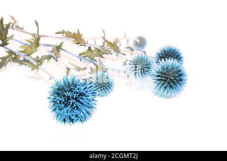 Blue flowers of globe thistle, Echinops ritro. Steppe ornamental plant. Stock Photo