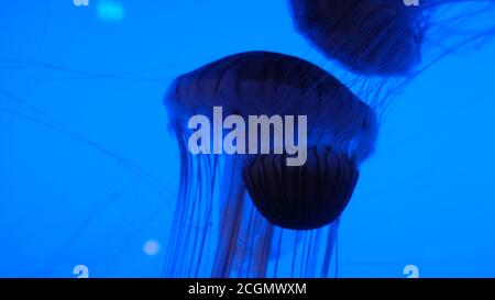 Pacific sea nettle Stock Photo
