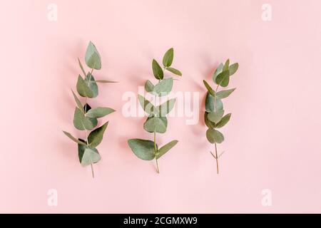 green leaves eucalyptus isolated on pink background. flat lay, top view Stock Photo