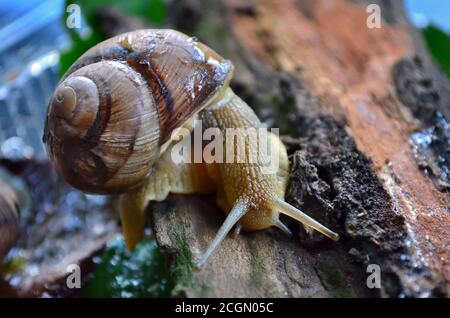 Gastropod. Common garden snail crawling on the old dry bark. Fauna of Ukraine. Shallow depth of field, closeup.