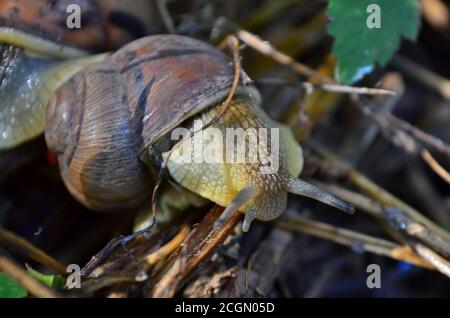 Gastropod. Common garden snail crawling on dry branches. Fauna of Ukraine. Shallow depth of field, closeup.