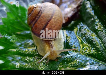 Gastropod. Common garden snail crawling on a green leaf. Fauna of Ukraine. Shallow depth of field, closeup.