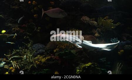 Nurse fish Stock Photo