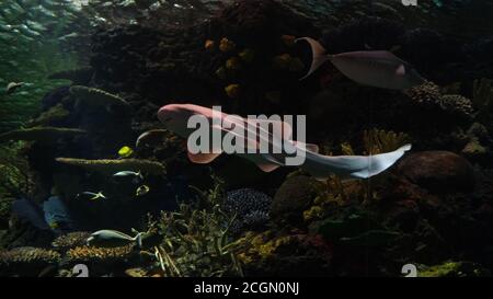 Nurse fish Stock Photo