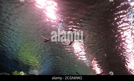 Nurse fish Stock Photo