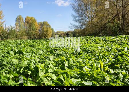 Wincheap Water Meadows green field proposed development site  Stock Photo