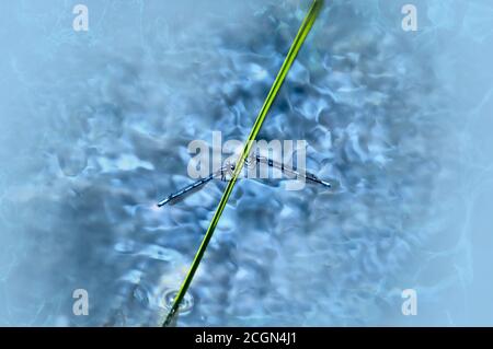 Two blue damselflies on a green stem, hovering over swamp water at Lake Herbert in Alberta, Canada. Stock Photo