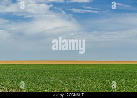 Cornfield abstract, Kansas USA Stock Photo