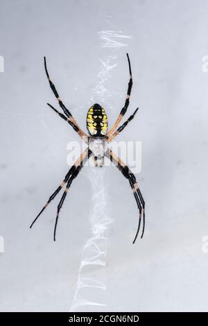 Garden Spider, Pennsylvania, USA Stock Photo