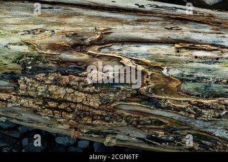 Tree bark detail, fallen tree log Stock Photo