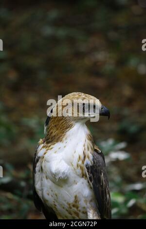 close up of young crested hawk eagle; with brown head, white body, black wingsand curved sharp beak, looking sidewaysas it stands on branch in wilpatt Stock Photo