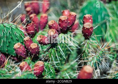 Prickly pair on Opuntia cactus on the rock Stock Photo