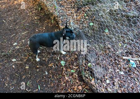 French Bulldog looking through a chicken wire fence Stock Photo
