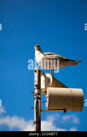 a seagull is standing on a rusty street lamp on a sunny day.  The bird is faced to the sun and the two projector lamps are to the other side. The lamp Stock Photo